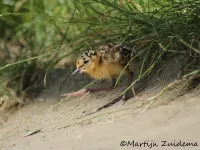 Tureluur [Tringa totanus]
